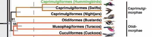 \--Podargidae (Frogmouths)