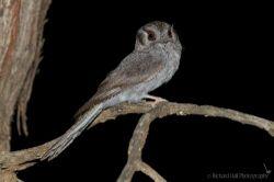 \--Trochilidae (Hummingbirds) \-Apodiformes \-+--Aegothelidae