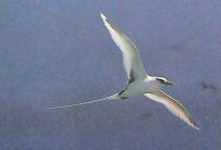 ( PHAETHONTIFORMES((6(faetoni( Phaethon3dae:(Tropicbirds(Brandt,(1840(