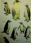 Spheniscidae:)Penguins)Bonaparte,)1831) 6)genera,)19)species))