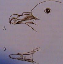 ( čich(laloky(mozku,(tvorba(olej(teku3ny(v( žaludku((obrana,(krmení),(k6strategové,( 162(vejce,(monogamní,(dlouhé(intervaly( střídání( Diomedeidae(6,albatrosi(12(spp.