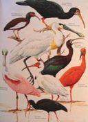 34 ARDEIFORMES) Ardeidae:)Herons,)Egrets,)Bixerns)Leach,)1820) 20)genera,)72)species)) ( AFROAVES( ((\66+66+66CatharGformes) ((((( (( ((((\66Cathar3dae((New(World(Vultures)( (((((