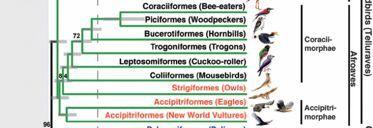 ((((((((((((((((((((((((\66+66Indicatoridae((Honeyguides)( (((((((((((((((((((((((((((\66Picidae((Woodpeckers)( Falconiformes)Mdravci( 5f,(72(g,(292(spp.( Kosmop.( Zahnutý(zobák,(ozobí,(roztaž.