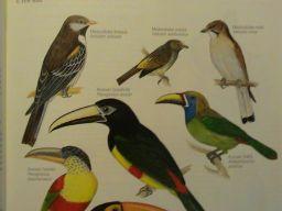 AUSTRALAVES( (( ( ((\6+66Cariamiformes) (((( ((((\66Cariamidae((Seriemas)( (seriemy(jam(2g,(2sp(