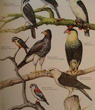 ( (((((((( ((((((((((\66+66PsiÖacidae((African(&(American(Parrots)((37g,(171(spp.