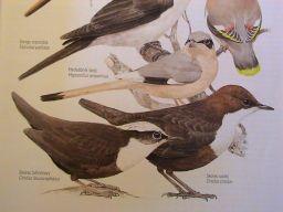 ( (6((((Skřivani((Alaudidae(79),(konipasi((Motacillidae(60)( Vlaštovky((Hirundinidae(82)(kosm.