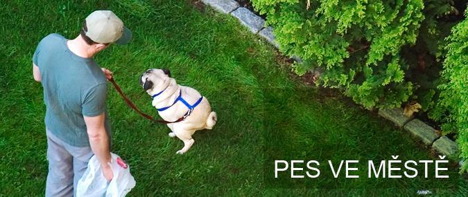 V roce 2015 byla Nadaci na ochranu zvířat přidělena grantová dotace městské části Praha 4, díky které byl projekt Pes ve městě obohacen o nadstavbu praktický lektorský program.