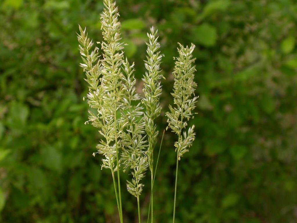 Pryskyřník hlíznatý (Ranunculus bulbosus) roste suchých loukách a výslunných stráních.