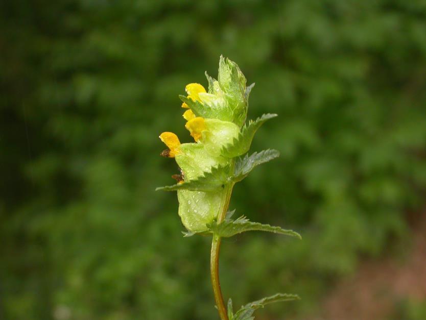 Jetel horský (Trifolium montanum) roste na loukách, pastvinách, ve světlých lesích a na jejich okrajích.