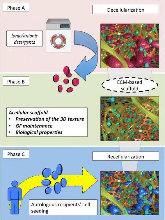 Whole-organ bioengineering Peloso A.