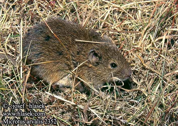 Hraboš polní (Microtus arvalis)