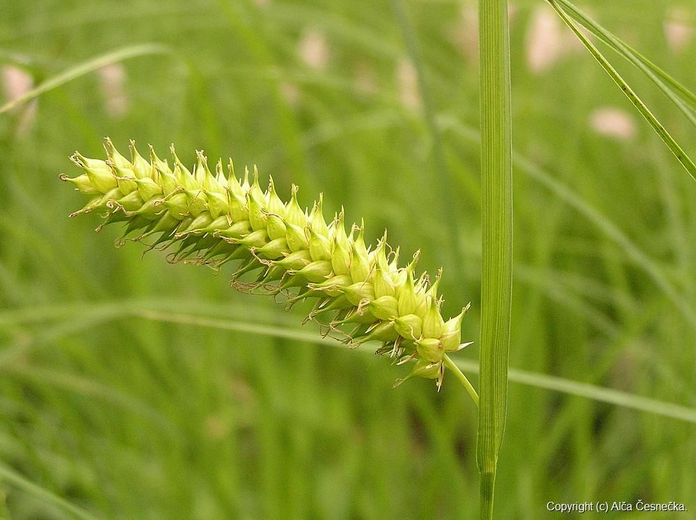 Typy listů (listové formace, listové proměny): - dělohy (cotyledones) -