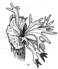 rostlině (Hedera helix),