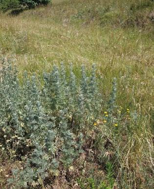 (Dictamnus albus), šalvěj luční a hajní (Salvia pratensis, S.