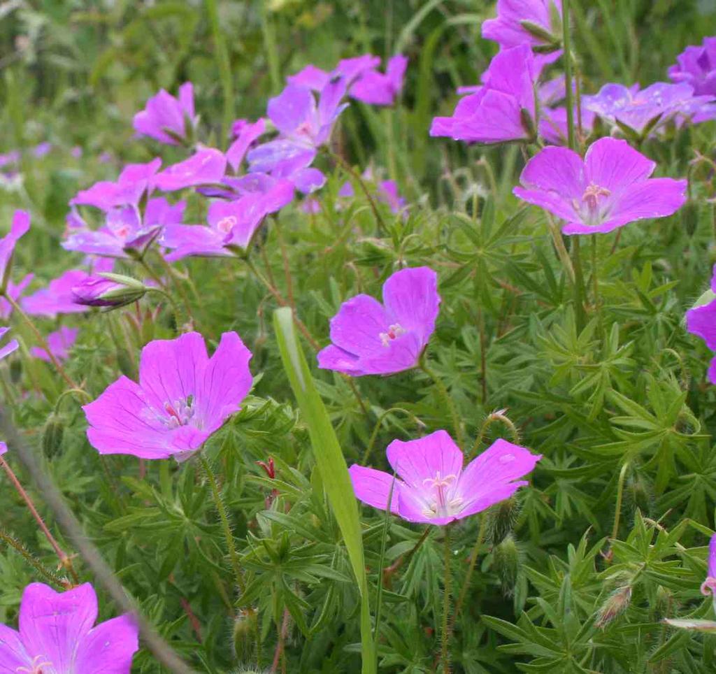 (Anemone sylvestris), zvonek