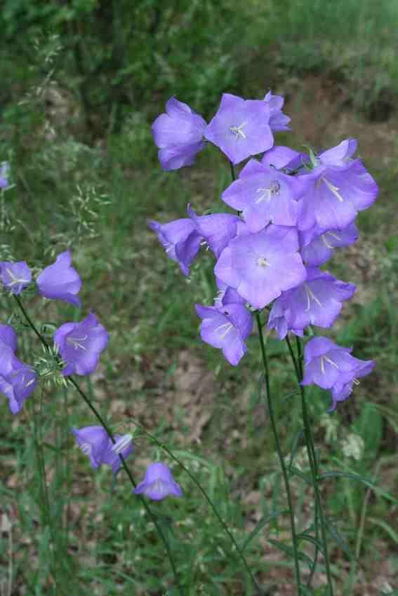 kosatec různobarvý (Iris variegata) a