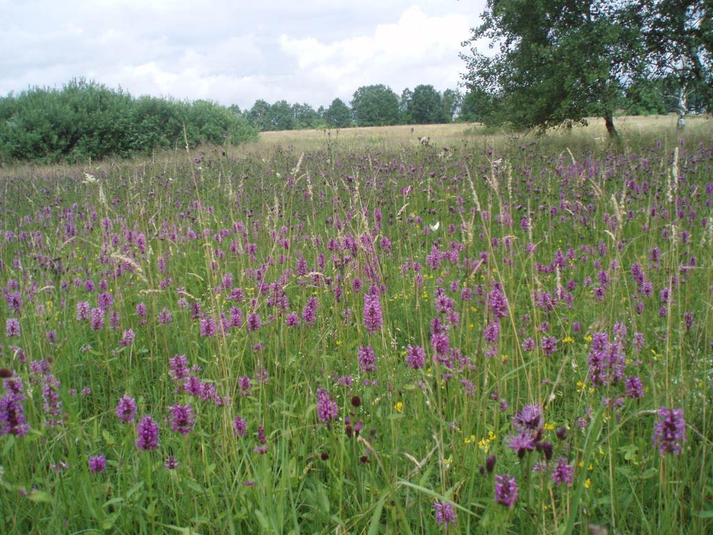 luční, krvavec toten, pryskyřník zlatožlutý, kozlík dvoudomý, mochna nátržník (Betonica officinalis, Galium boreale, Iris sibirica, Molinia caerulea, Selinum carvifolia, Serratula tinctoria, Succisa