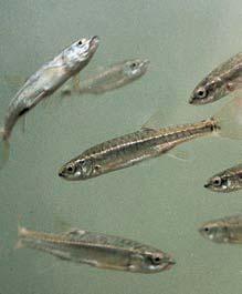 2008 3:7 Stránka 535 hû znám ch z území okresu je moïné jmenovat krasce Agrilus guerini, tesafiíka Xylotrechus pantherinus, kovafiíka Ischnodes sanguinicollis, hnojíka Aphodius borealis abrouka