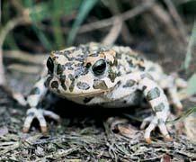 V nûkter ch oblastech Drahanské vrchoviny a Îdánického lesa Ïije plch velk (Glis glis) a pl ík lískov (Muscardinus avellarianus).