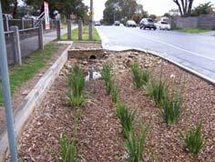 10,000 rain gardens 2008