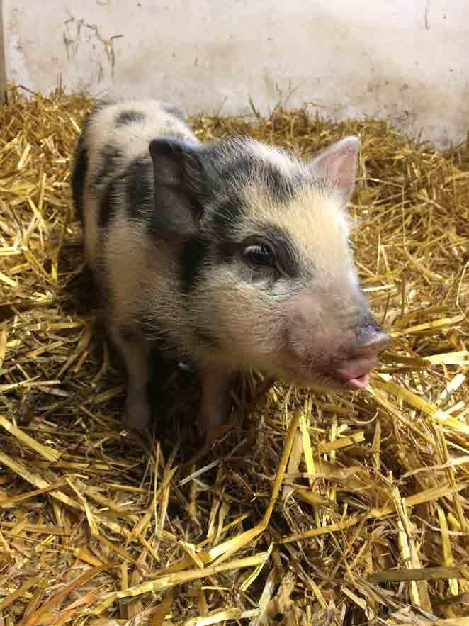Nový vizuální styl vytvořený v roce 2015 se v materiálech ZOO Tábor dobře osvědčil a stal se výrazným jednotícím prvkem veškeré užívané grafiky.