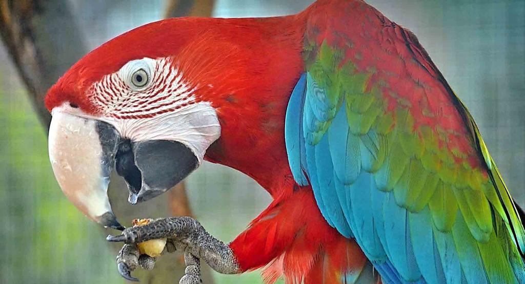 Byl to papoušek ara zelenokřídlý, který stál za záchranou zkrachovalé táborské zoologické zahrady.