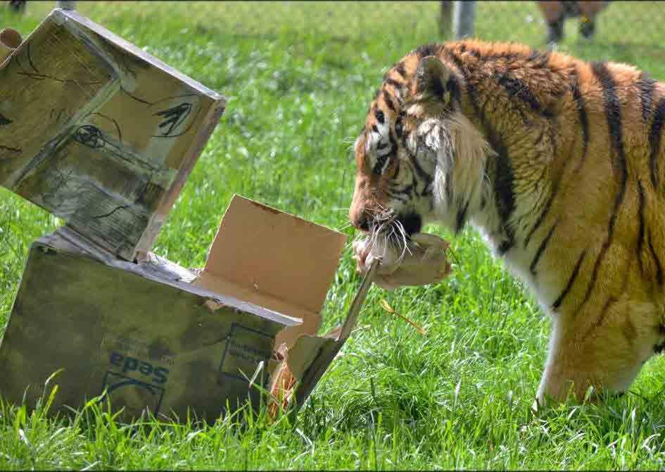 5. Akce pro veřejnost Ing. Ivana Nováková, hlavní ošetřovatelka V roce 2016 proběhlo v táborské zoologické zahradě čtrnáct tematických akcí pro veřejnost.