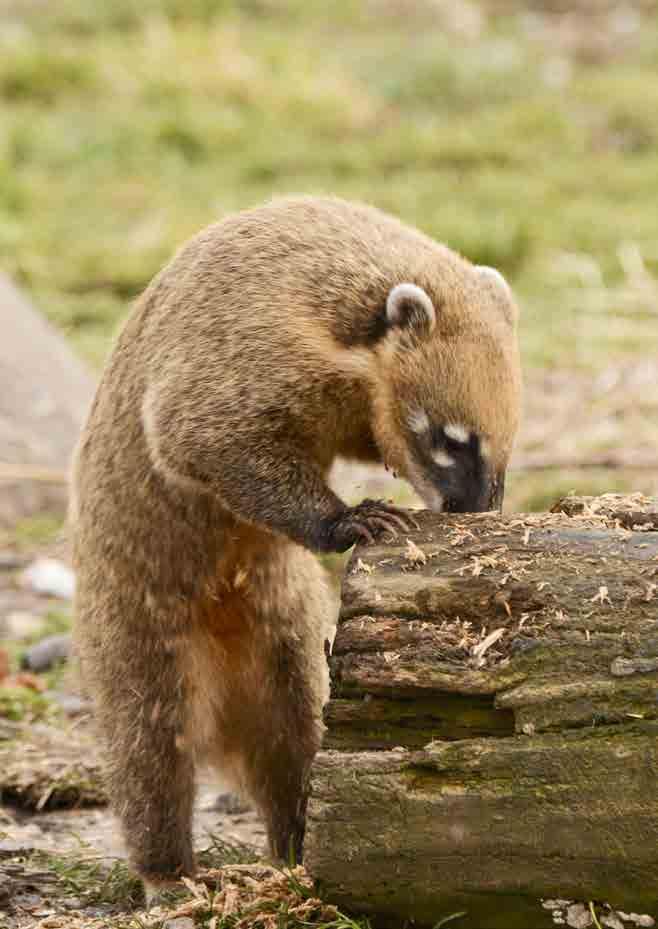 8. Sponzoři ZOO Tábor, adoptivní rodiče ZOO Tábor v roce 2016 získala dotaci od Ministerstva životního prostředí ČR na chov ohrožených druhů světové fauny v českých zoologických zahradách ve výši 78