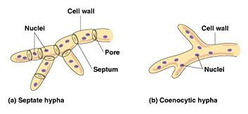 Coenocytické houby = houby, které nemají septa Hyfy se sestávají ze stovek či tisíců jader obklopených cytoplazmou.