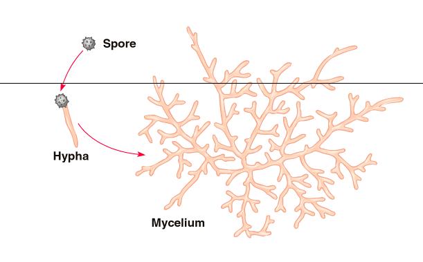Mycelium Mycelium se může v potravním zdroji prodloužit až o kilometr za den.