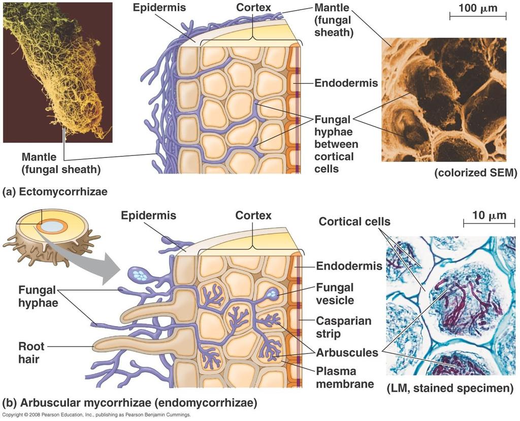 Ektomykorrhiza a