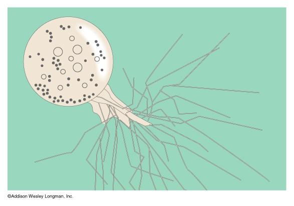 Chytridiomycota možná se vyvinuly z bičíkatých