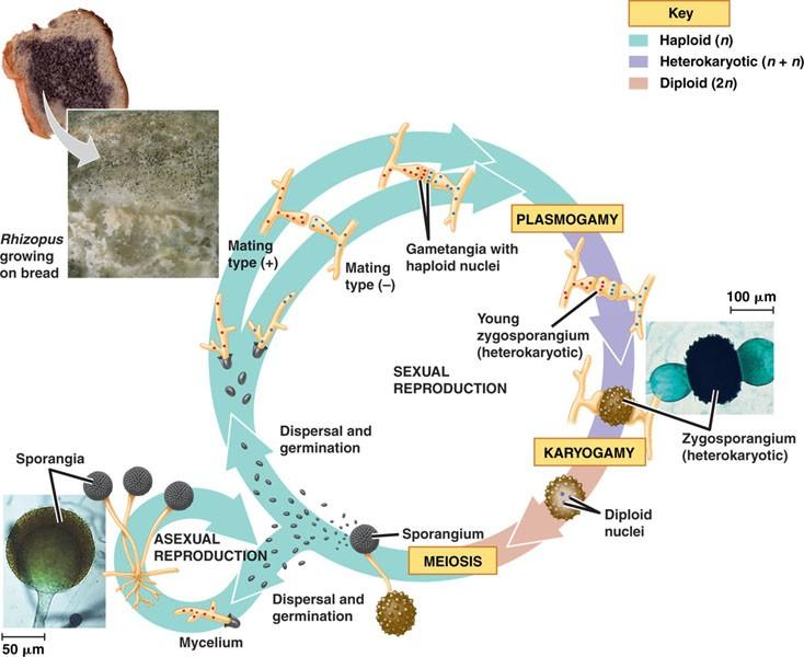 Životní cyklus Rhizopus