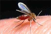 http://www.infektionsbiologie.