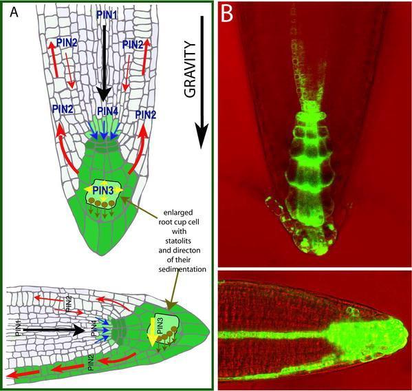 Obr. 3: Přesun auxinu během gravistimulace kořenové špičky semenáčku Arabidopsis thaliana.