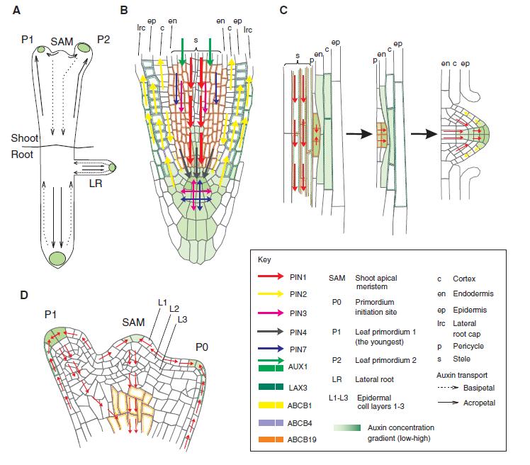 represorů po 30 minutách gravistimulace na spodní straně kořene, kam se přesouvá auxin (Brunoud a kol., 2012).