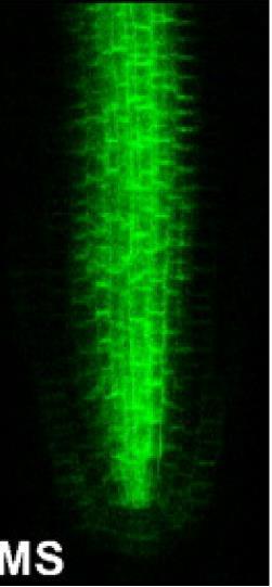 6 PIN1-GFP PIN2-GFP PIN3-GFP AUX1-YFP Obr. 6: Distribuce PIN1, PIN2, PIN3, PIN4, PIN7 a AUX1 v kořeni semenáčků Arabidopsis thaliana.