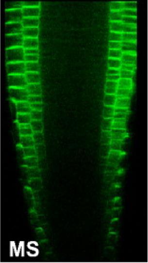 Mechanismus ovlivnění genové exprese prostřednictvím fytohormonů na příkladu auxinů a cytokininů Auxin stimuluje specifickou degradaci transkripčních