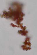 Abioseston ve vodě Státní pozůstatky těl různých organismů (např.