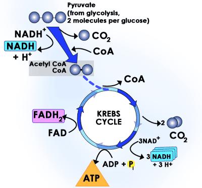 Krebsův (citrátový) cyklus