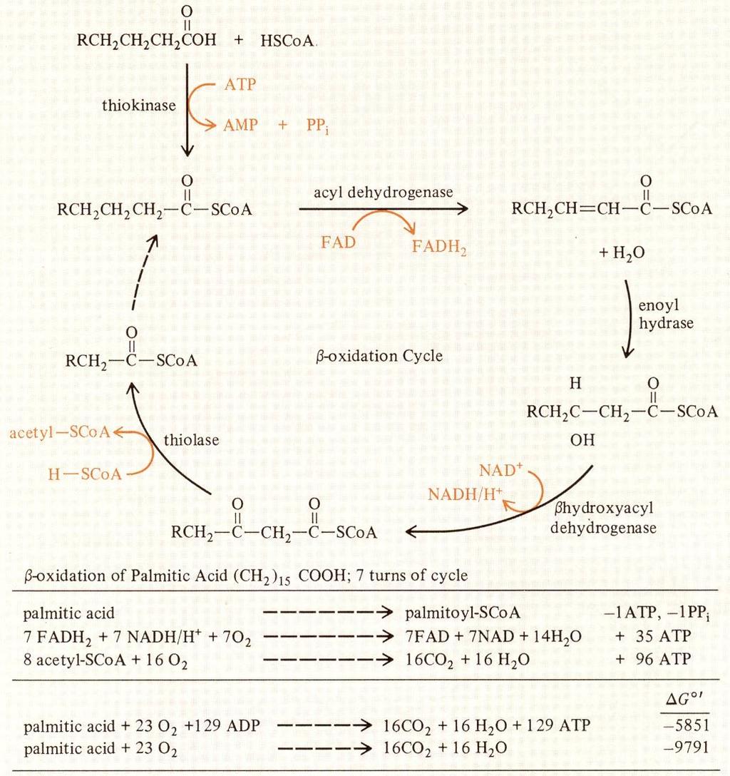 Lipidy jako substrát pro energetický metabolismus triglyceridy b-oxidace glycerol mastné kyseliny glykolýza b-oxidace probíhá v mitochondriích, vazba na děje elektornového