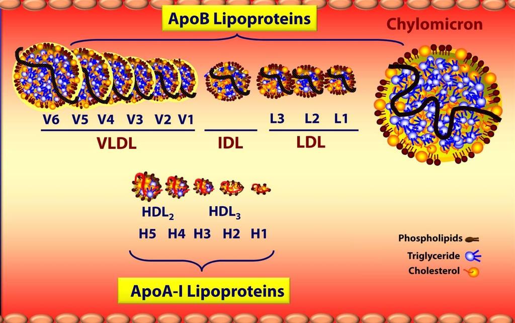 Lipidy jsou obecně špatně rozpustné ve vodě, většina jich je nepolární, je