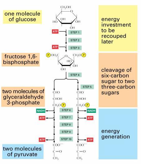 GLYKOLÝZA (Embden-Meyerhofova dráha) substrát glukósa produkt pyruvát (~> laktát) (laktát inhibuje glykolýzu) nespotřebovává se kyslík =>