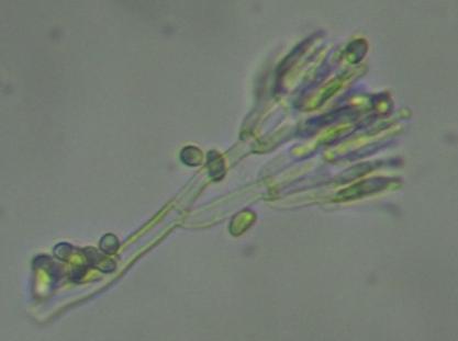 Biotrofní mykoparazité penetrují hostitelské buňky nezpůsobují degradaci buněčné stěny hostitele nebo smrt protoplastu živiny získávají přímo z žijícího mycelia hostitele (haustoria, intracelulární