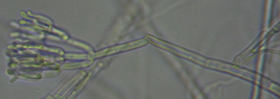 (Clonostachys rosea) Polymix (Chaetomium piluliferum + C.