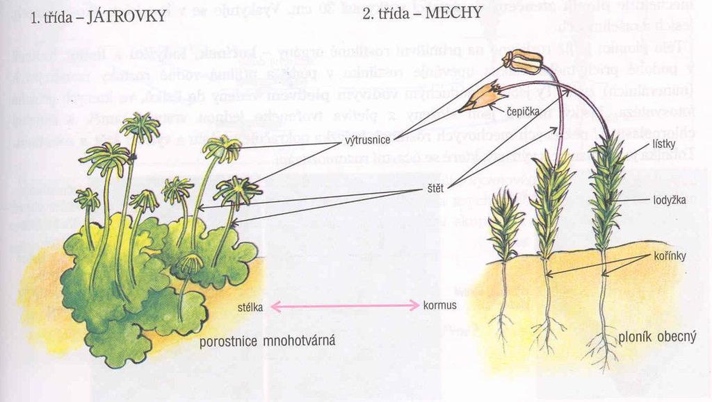 Věcně správné musí být mluvené slovo, psaný