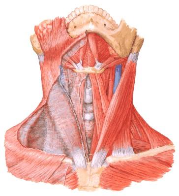 2. m. sternocleidomastoideus amazingly complex Skládá se ze 2 částí: Pars sternalis - uložena mediálně a povrchově (přední snopce) O: anteriorně a superiorně na manubrium sterni Pars clavicularis -