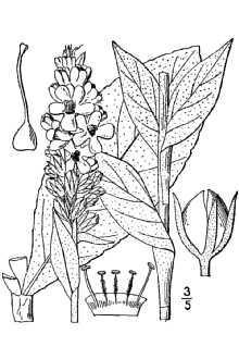 Léčivé účinky uvolňuje křeče, působí také protizánětlivě. Používá se hlavně květ byliny.