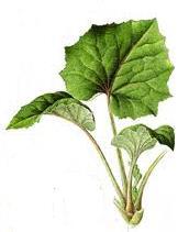 Jeden ze tří listů, které vidíš na obrázku, patří této bylině.