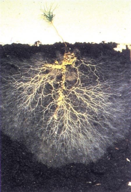 Mykorhiza Mykorhiza (Frank 1885) mutualistická, dlouhodobá asociace kořenů rostlin a hyf ca 83% dvouděložných a 79% jednoděložných rostlin, u všech nahosemenných, i rostlin výtrusných (kapradiny,